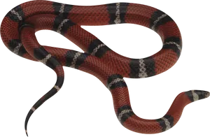 Redand Black Snake Curled PNG Image