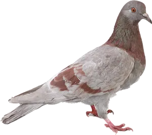 Redand Gray Pigeon Profile PNG Image