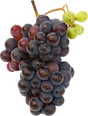 Redand Green Grapes Cluster.png PNG Image