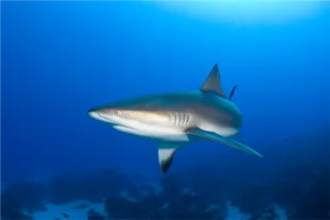 Reef Shark Swimming Underwater.png PNG Image