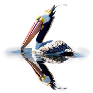 Reflective Pelican Water Png Mlt4 PNG Image