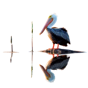 Reflective Pelican Water Png Tjw PNG Image