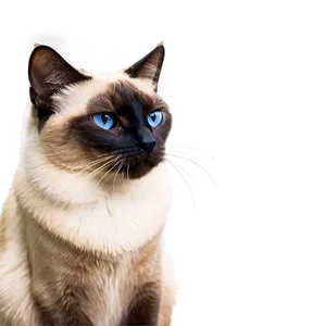 Regal Siamese Cat Sitting Png 9 PNG Image