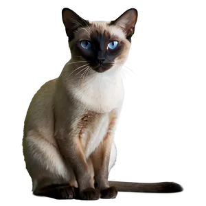 Regal Siamese Cat Sitting Png Svx15 PNG Image