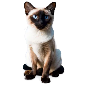 Regal Siamese Cat Sitting Png Yct85 PNG Image