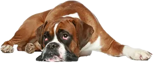 Relaxed Boxer Dog Lying Down PNG Image