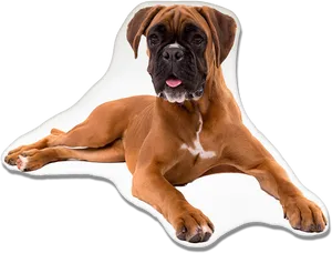 Relaxed Boxer Dog Lying Down.png PNG Image