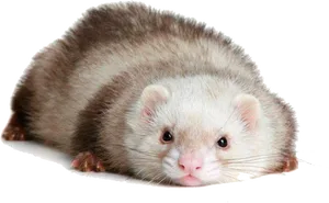 Relaxed Ferret Pose PNG Image