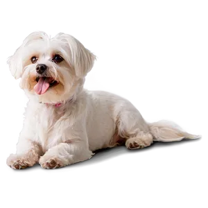 Relaxed Maltese Lying Down Png 06282024 PNG Image