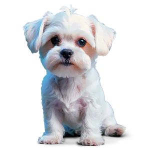 Relaxed Maltese Lying Down Png Fwv57 PNG Image