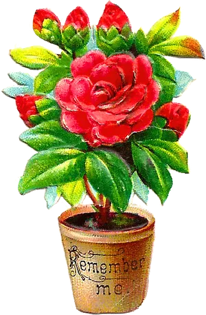 Remember Me Red Rosein Pot PNG Image