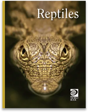 Reptile Gaze Cover Image PNG Image