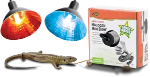 Reptile Heating Lampsand Gecko PNG Image