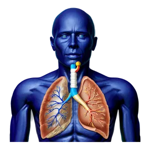 Respiratory System Parts Labeled Png Pcx PNG Image