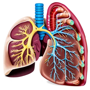 Respiratory System Structures Png 55 PNG Image