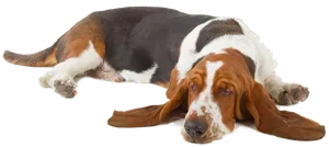 Resting Basset Hound Dog.png PNG Image