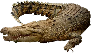 Resting Crocodile Transparent Background PNG Image