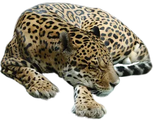 Resting Jaguar Transparent Background PNG Image