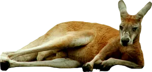 Resting Kangaroo Transparent Background PNG Image