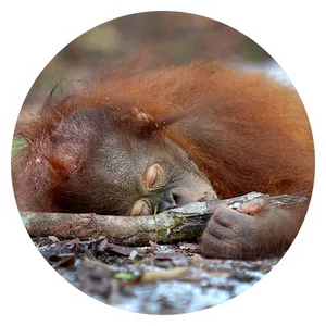 Resting Orangutan Naptime PNG Image