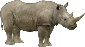 Rhino Isolatedon Transparent Background PNG Image