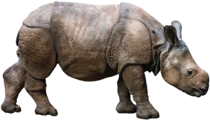 Rhino Isolatedon Transparent Background.png PNG Image