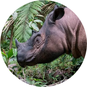 Rhinocerosin Natural Habitat PNG Image