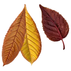 Rhode Island Autumn Leaves Png 85 PNG Image