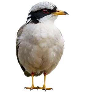 Rhode Island State Bird Png Vpy3 PNG Image