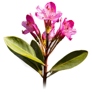 Rhododendron Flower Png Uks PNG Image