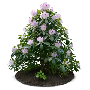 Rhododendron Garden Png Vfw84 PNG Image