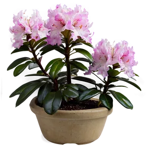 Rhododendron Plant Png 06282024 PNG Image