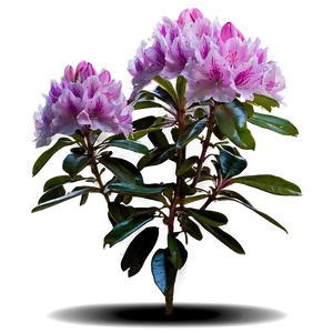 Rhododendron Plant Png 06282024 PNG Image