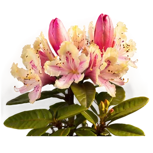 Rhododendron Plant Png Wle25 PNG Image