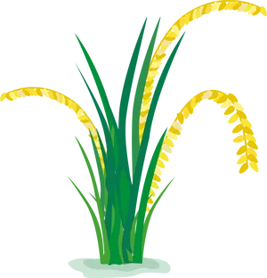 Rice Plant Illustration PNG Image