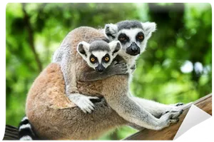 Ringtailed Lemurs Together PNG Image