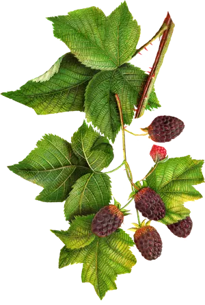 Ripe Blackberrieson Branch PNG Image