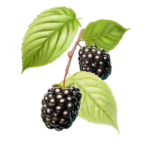 Ripe Blackberry Fruit Png 05232024 PNG Image