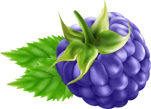 Ripe Blackberry Illustration PNG Image