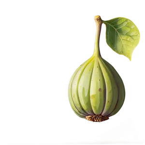 Ripe Fig Illustration Png Hcu PNG Image