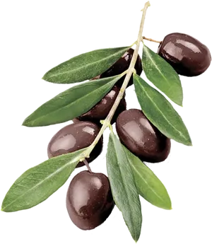 Ripe Oliveson Branch PNG Image