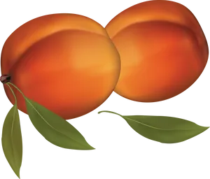 Ripe Peaches Illustration PNG Image