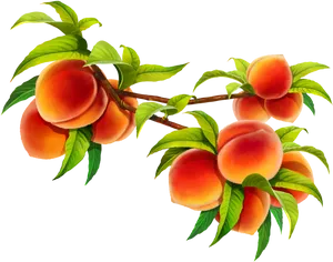 Ripe Peacheson Branch PNG Image