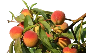 Ripe Peacheson Branch PNG Image