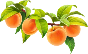 Ripe Peacheson Branch PNG Image