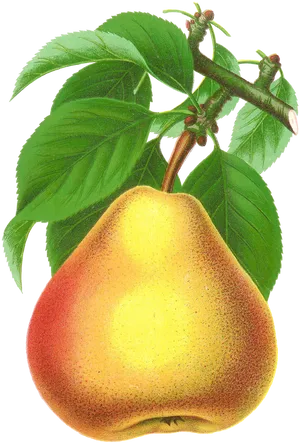 Ripe Pearon Branch Illustration PNG Image