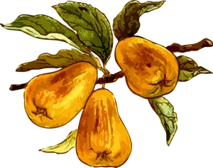 Ripe Pearson Branch PNG Image