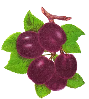 Ripe Plumson Branch PNG Image