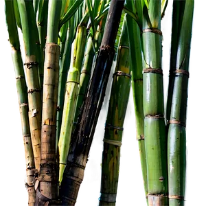 Ripe Sugarcane Crop Png Bry PNG Image