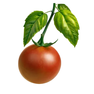 Ripe Tomato Plant Png Gfj58 PNG Image